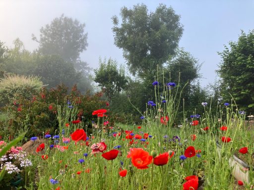 Jardin plein de fleurs en été