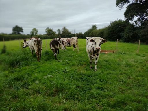Vaches sur le terrain