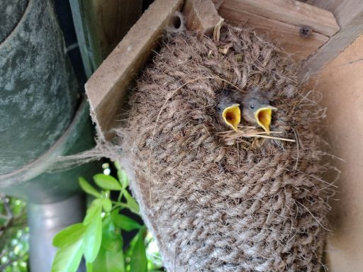 Beaucoup d'oiseaux dans le jardin