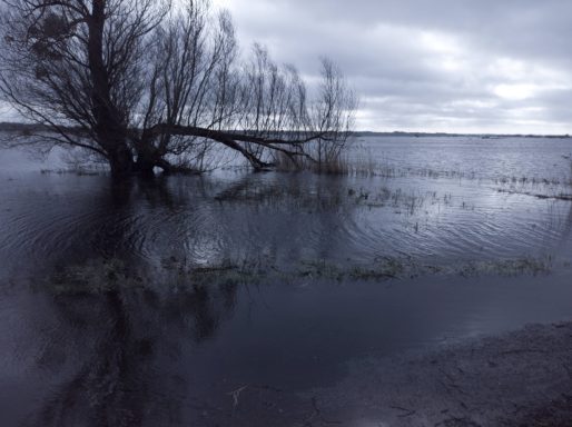 Marais