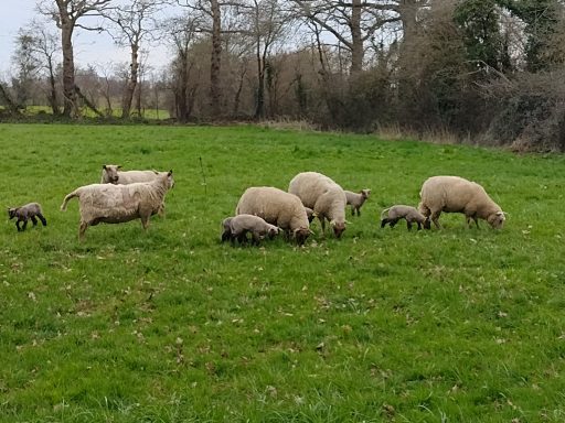 Ou des moutons dans les champs
