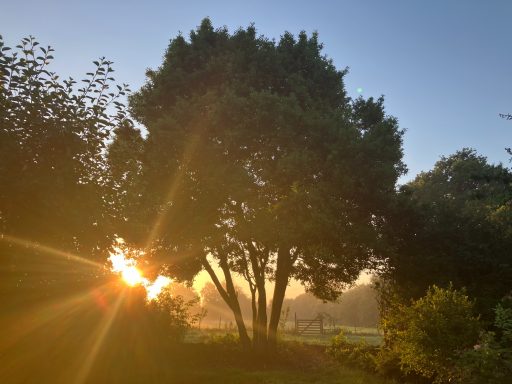 Lever de soleil dans le jardin