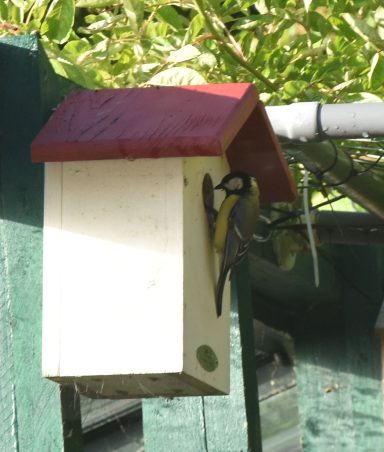 Mésange charbonnière à la maison